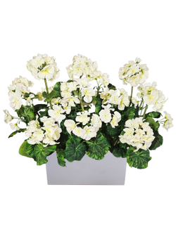 Герань белая 50см в длинном светлом кашпо