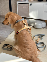 Шлейка для собак с ручкой перехват из биотана водонепроницаемая , 25 мм , М размер, золотой шимер , серый