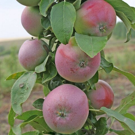 Яблоня колоновидная Московское Ожерелье (2-летняя) п/карл.подвой ОКС