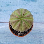 Euphoria Obesa (Эуфорбия)