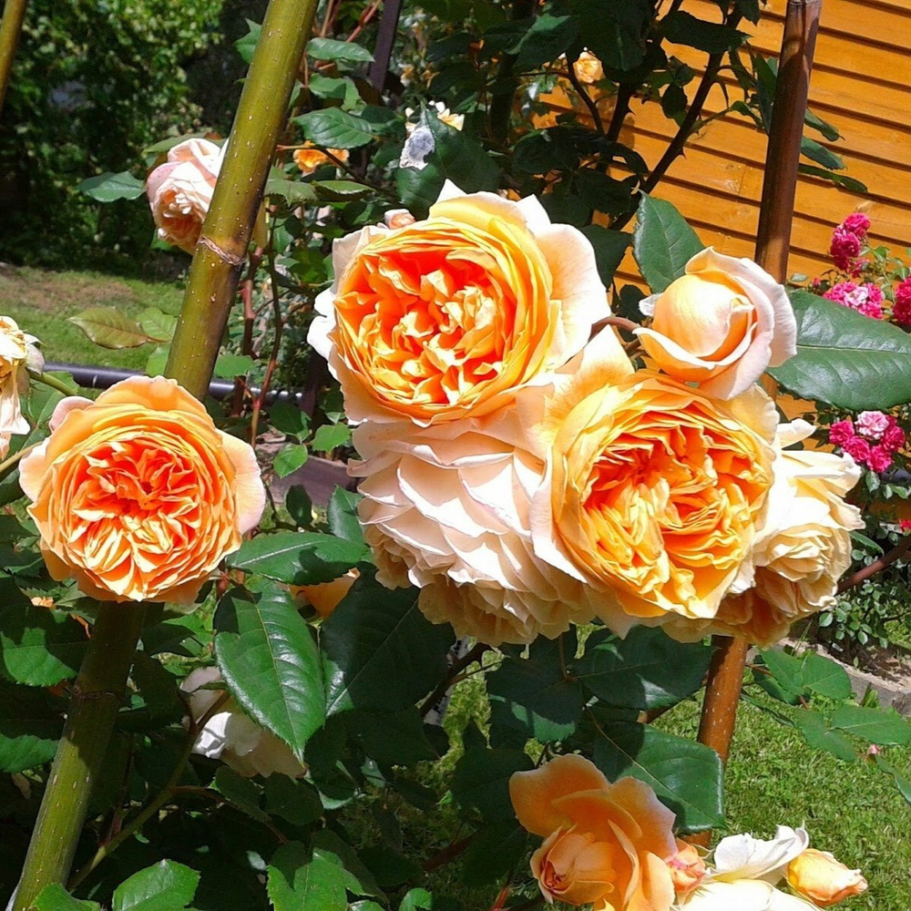 Роза английская Корона Принцессы Маргарет/Crown Princess Margareta
