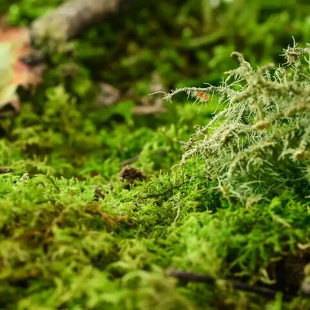 Отдушка CS - Элемент Мха (Moss Element)