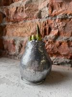 Амариллис луковица - цвет серебро