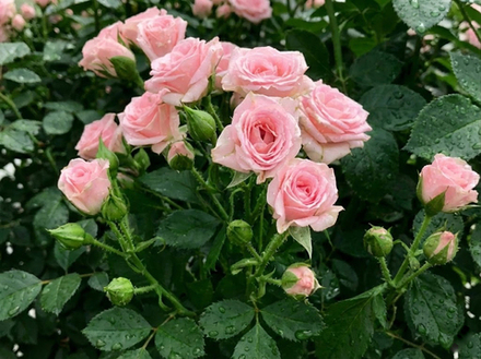 Роза-спрей «Лидия»