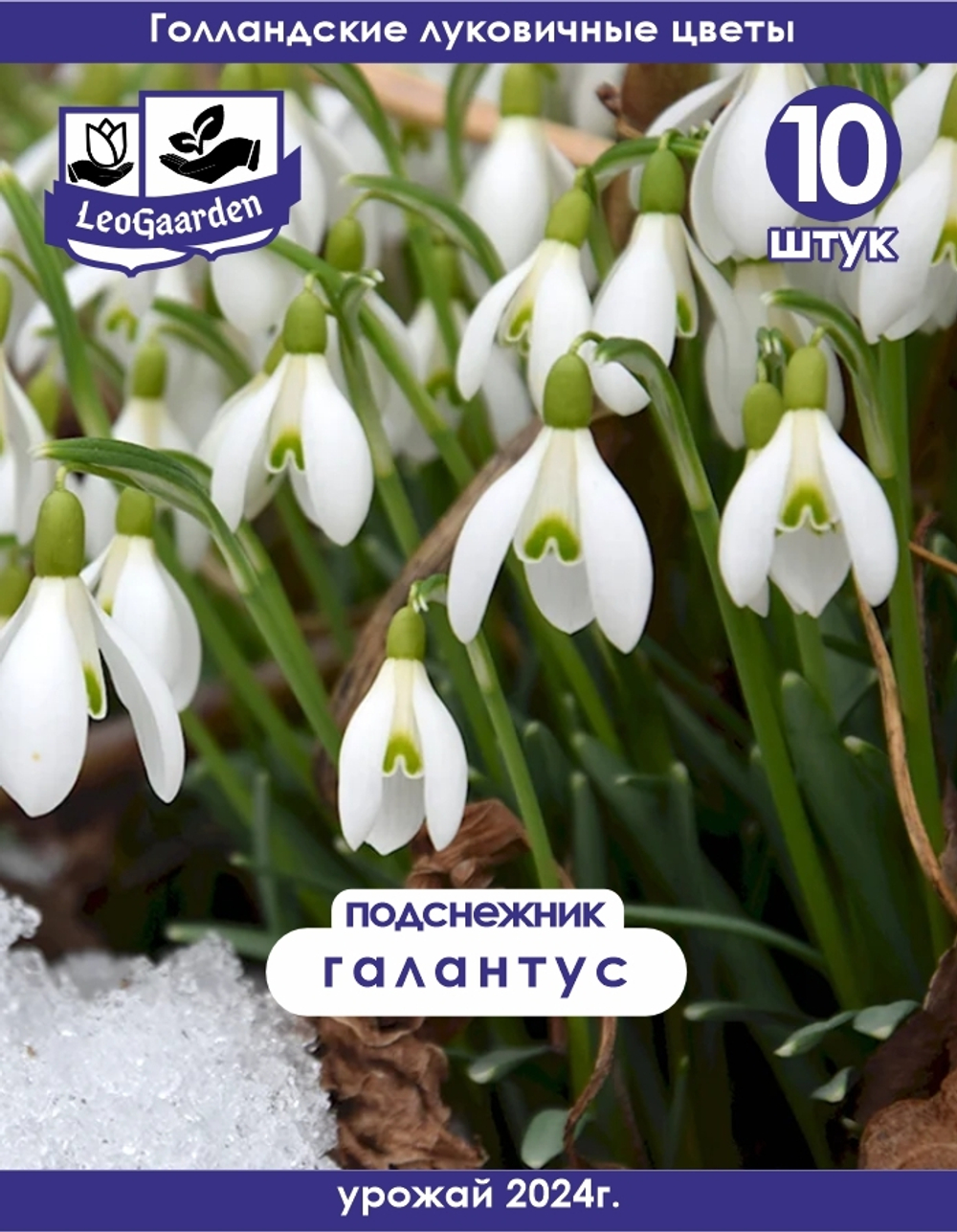 Подснежник Луковица цветов, 10 шт
