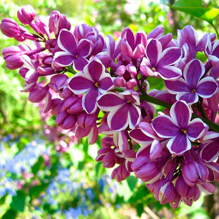 Сирень Сенсация С3 20-40