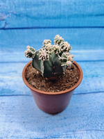 Astrophytum Myriostigma "Hakujo Fukuryu" (Астрофитум)