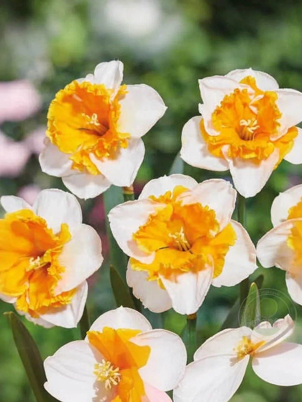 Нарцисс Разрезнокорончатый Лав Колл