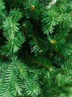 Искусственная узкая елка «Леман» (Литая+пвх) 150 см / 1,5 м