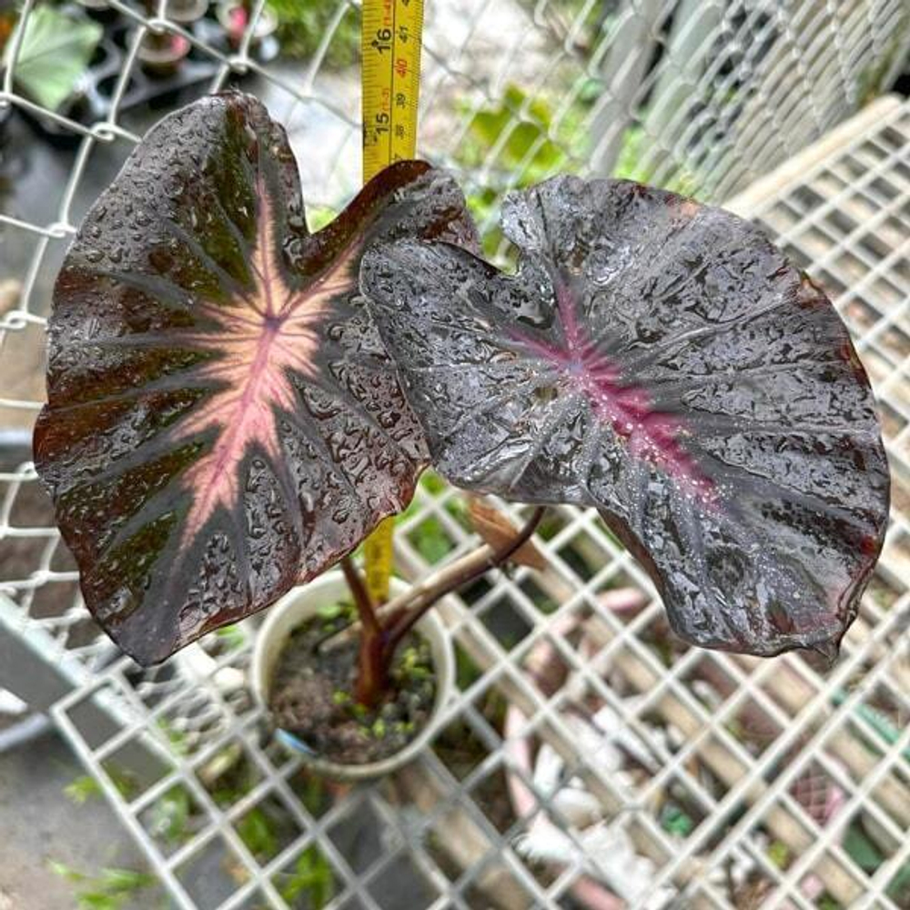 Колоказия POSEIDON