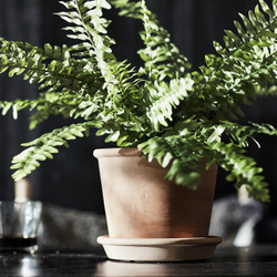 IKEA MUSKOTBLOMMA  (ИКЕА МУСКОТБЛОММА)  -  Цветочный горшок с блюдцем, терракота для помещений/открытого грунта, 15 см
