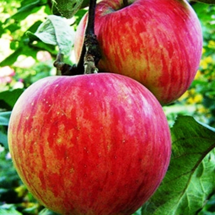 Яблоня Россошанское полосатое