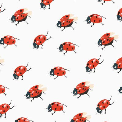 Божьи коровки на белом фоне