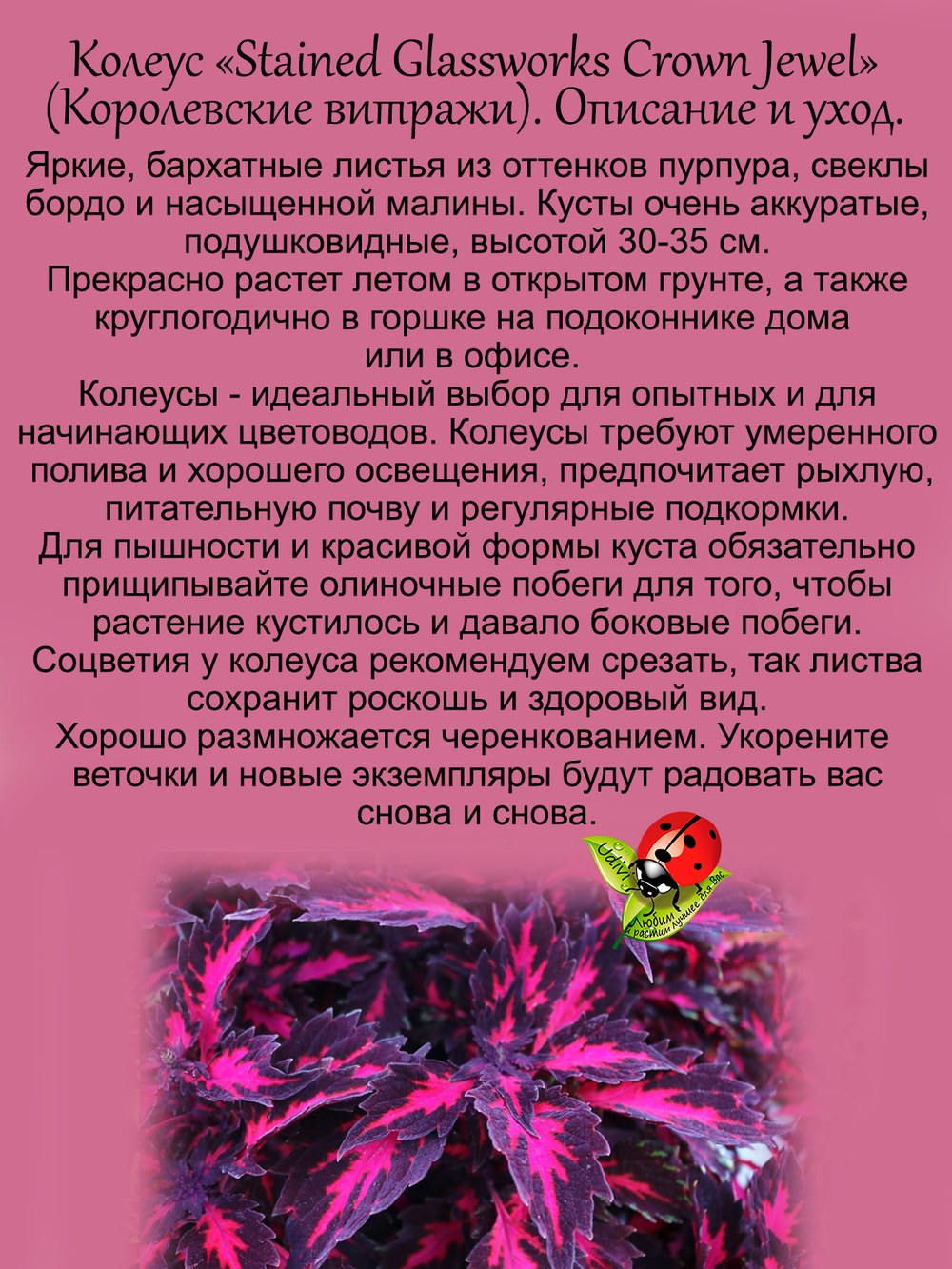 Колеус Королевские витражи