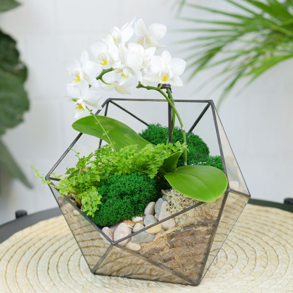 Готовый флорариум с белой орхидеей Икос S