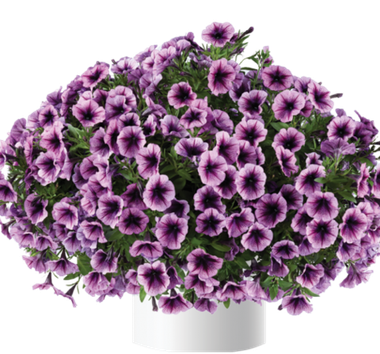 32240 Петуния CASCADIAS PURPLE ICE (ВЕСНА 2025)