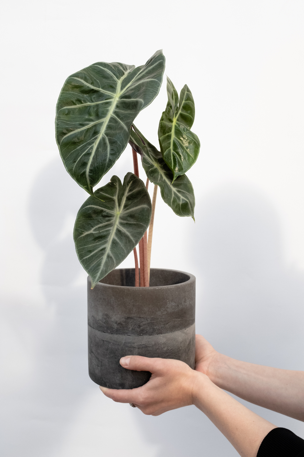 Alocasia Pink Dragon с розовыми черешками