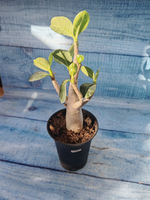 Adenium Baobab (Адениум)