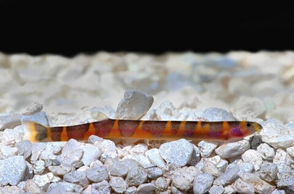 Акантофтальмус