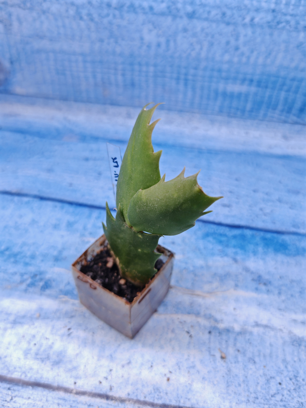 Schlumbergera cv. Twilight Tangerine (Шлюмбергера)