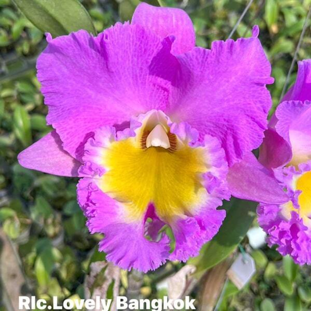 Орхидея ринхолелиокаттлея RLC. LOVELY BANGKOK