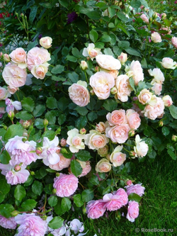 Роза Пастелла С7 Закупка М57 июнь 2026