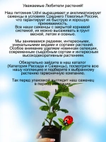 Гортензия Нико Блу голубая крупнолистная