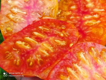 Козула 60 Жёлтый Cрез (Kozula 60 Yellow Slicer) сорт томата