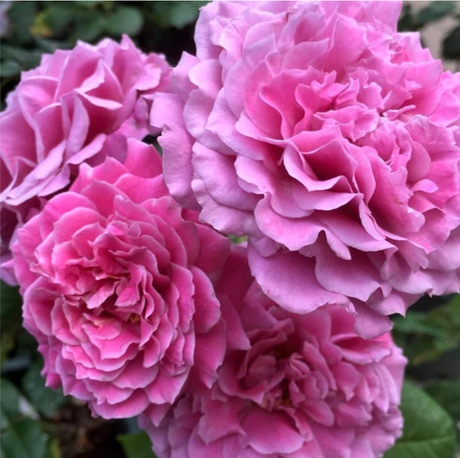 Юмимурасаки (Yumemurasaki)