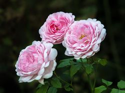 Уайф Оф Баф (Wife of Bath)