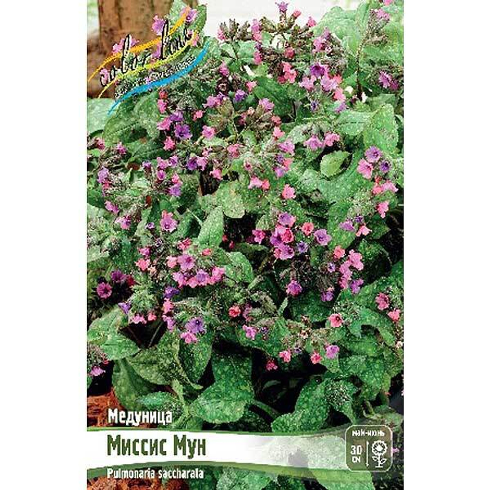 Медуница Миссис Мун