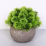 Цветочная композиция «Green garden» 10*12см в горшке, шишка