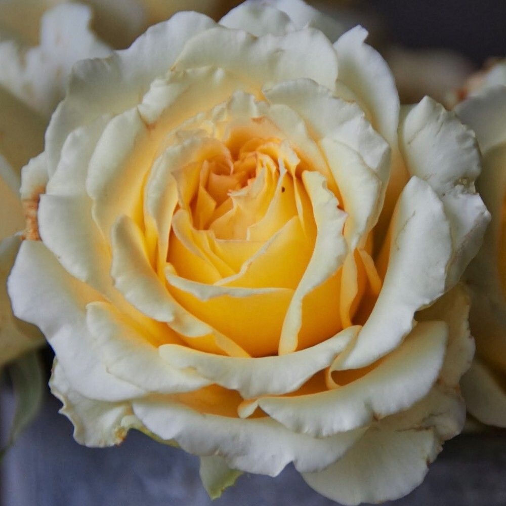 Ингрид Бетанкур (Ingrid Betancourt)