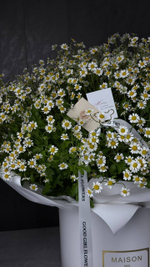 Ромашковое поле