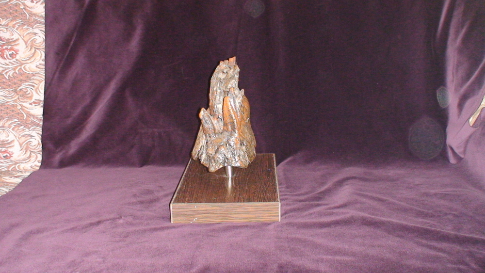 Зуб мамонта (Fossil mammoth tooth)
