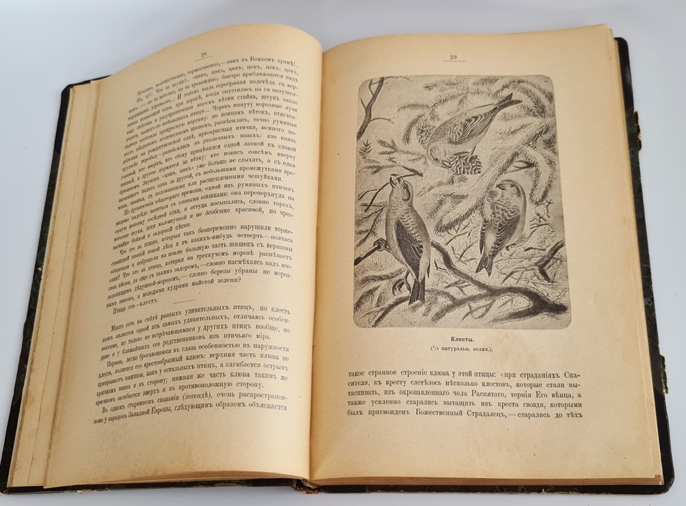 "Из родной природы". Д.Н.Кайгородов. 1907 г.