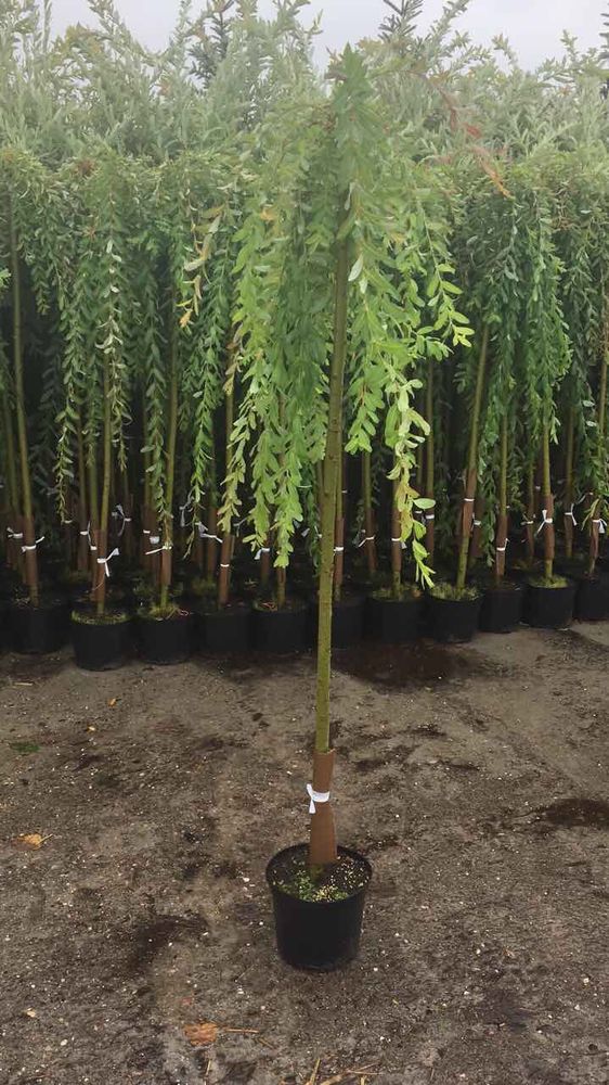 Ива цельнолистная Пендула штамб 150 см Закупка М49 весна 2026