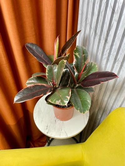 Фикус Эластика Белиз 3в1, D17см Н45см, 1шт, Urban Jungle