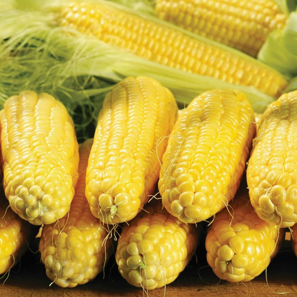 Кукуруза Спирит F1 (50шт)  Витагрин Профи