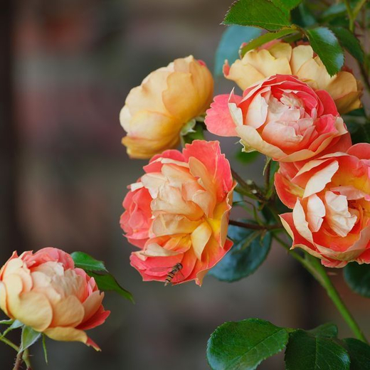 Роза Биненвайде Манго С7 Закупка М57 июнь 2026