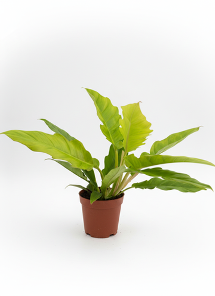 Филодендрон Golden Crocodile д.12