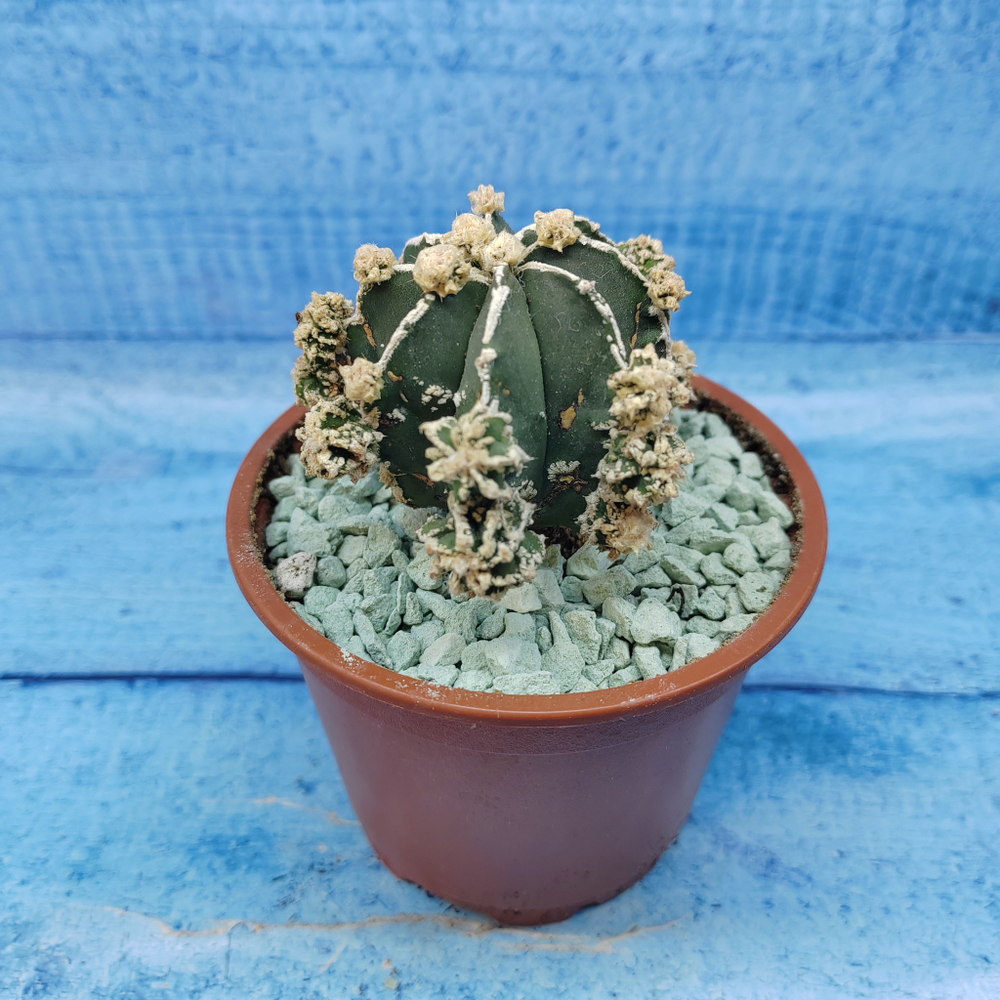 Astrophytum Myriostigma "Hakujo Fukuryu"  (Астрофитум)