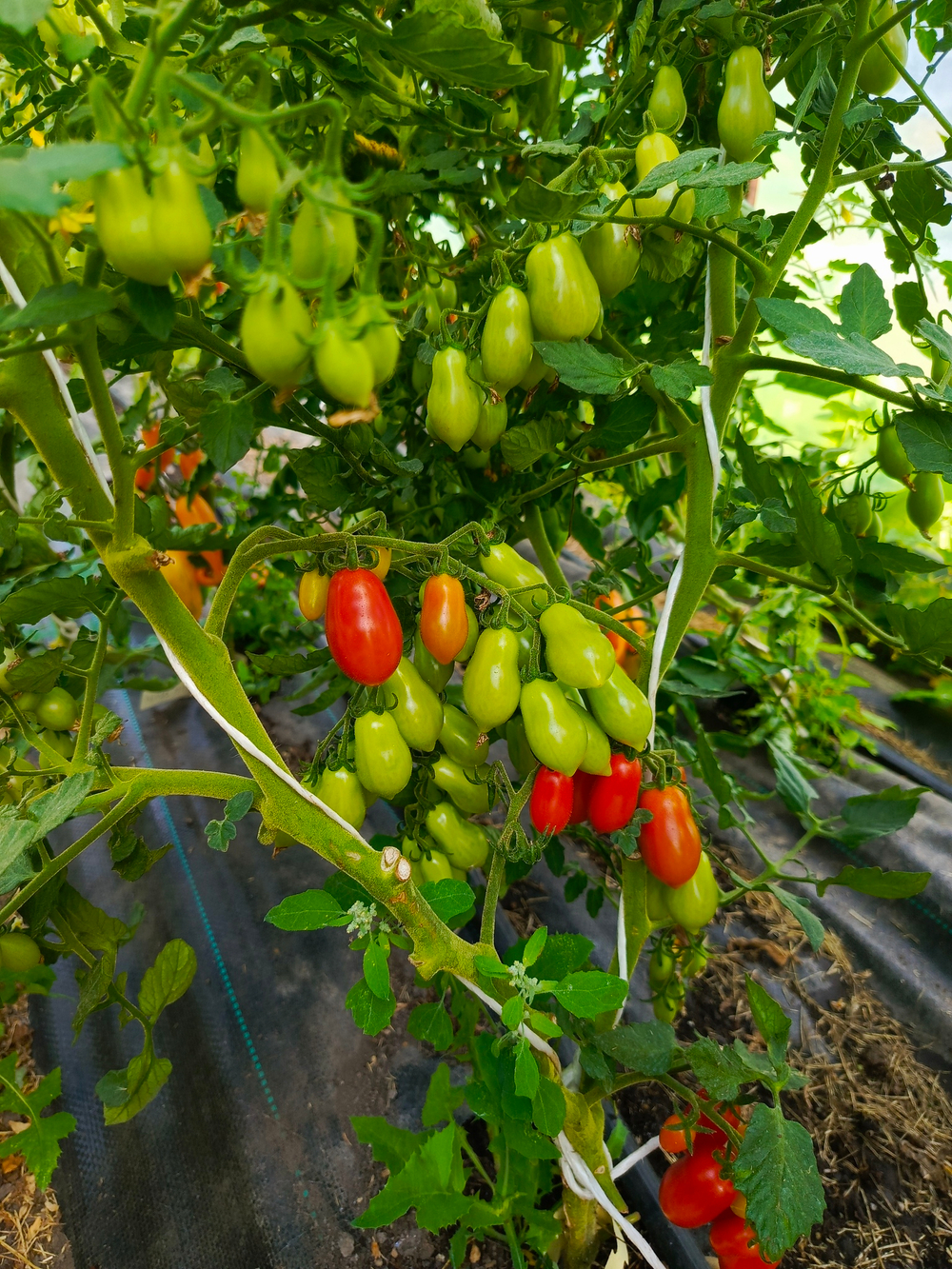 Даттерини красный (Datterini red) сорт томата