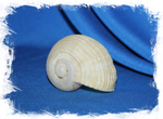 Раковина Рапа рапа, Murex rapa, Rapa rapa