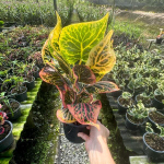 Кротон BIN LAH THONG