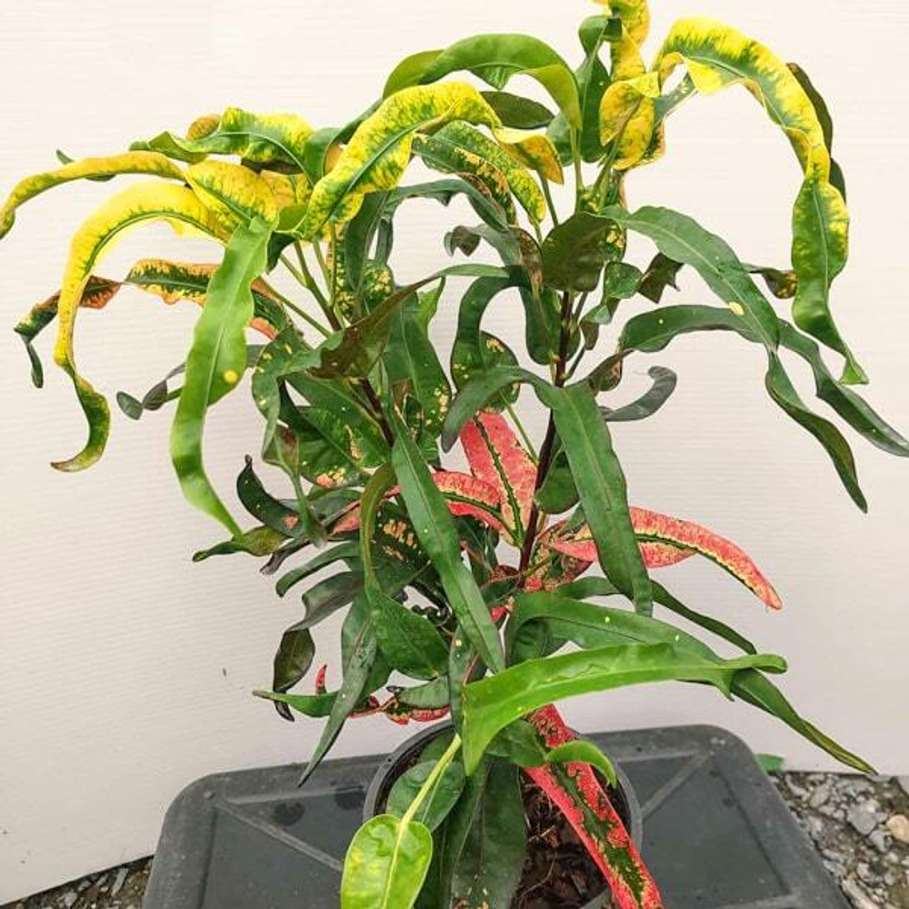 Кротон CHOMPHU PAN