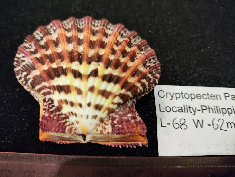 Криптопектен паллиум 40мм-75мм