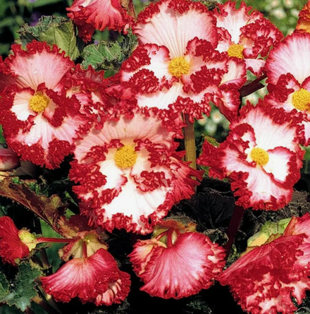 Бегония клубневая Криспа маргината вайт ред март-апрель 26