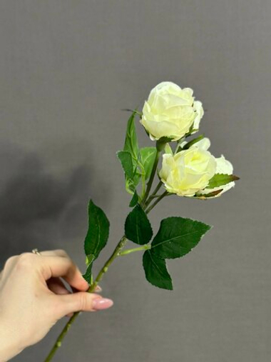 Роза кустовая белая (h38 см)
