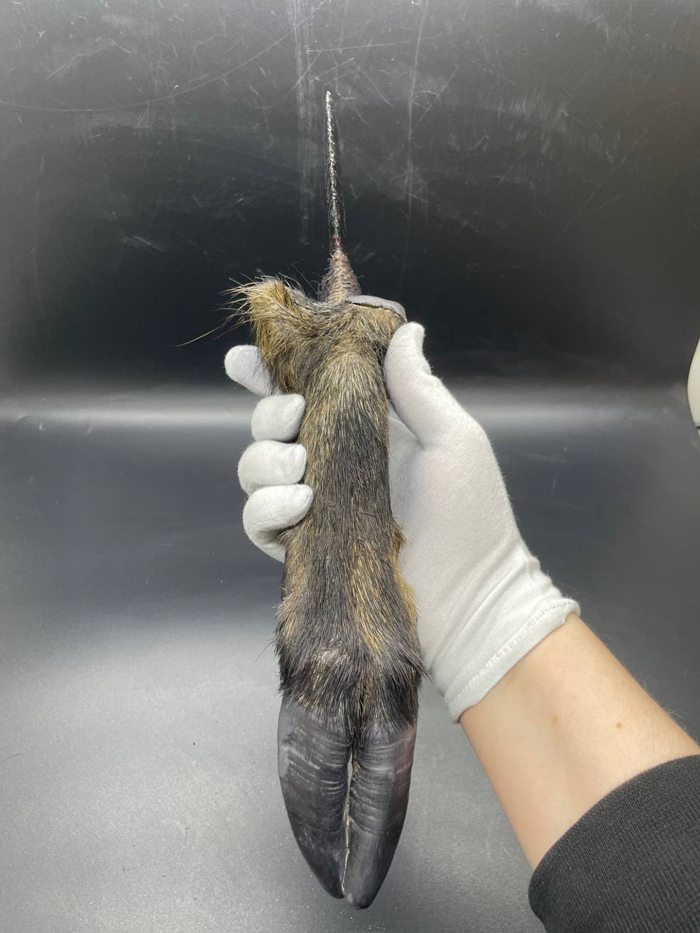 Обсидиановый нож с рукоятью копыта вепря 36 см